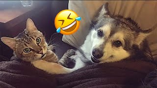 Try Not To Laugh 🤣  Funniest Cats and Dogs 2024 😺🐶 89 [upl. by Noslien329]