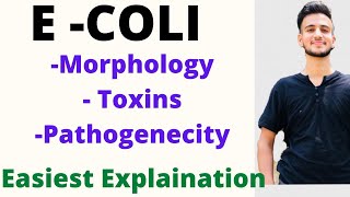 E COLI BACTERIA IN HINDI  E COLI Microbiology Toxins of ECOLI [upl. by Wauters852]