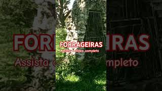 Forrageiras assista o vídeo completo jrgabrielense forrageira [upl. by Aerdnat]