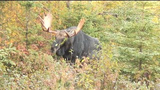 Chasse à lorignal à la pourvoirie Baronnie de Kamouraska [upl. by Ayotna]