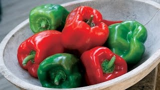 Planting and Growing Peppers [upl. by Grant]