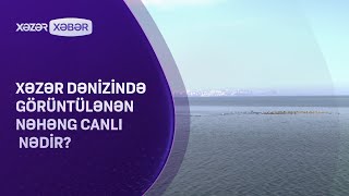 Xəzər dənizində görüntülənən nəhəng canlı nədir [upl. by Angele]