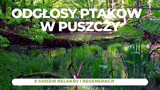 Odgłosy ptaków w puszczy  8 godzin relaksu i regeneracji [upl. by Einaled658]