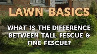 What Is the Difference Between Tall Fescue amp Fine Fescue [upl. by Adlen]