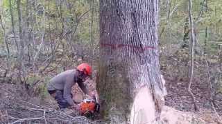 ABATTAGE DU PLUS GROS CHÊNE DE LA COUPE STIHL MS 661C [upl. by Anyrtak626]