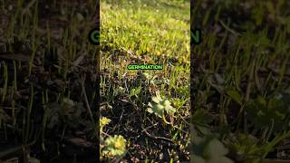 Grass Seed Germination on Renovation Lawn [upl. by Gagliano]