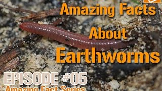 Amazing Facts About Earthworms [upl. by Yelhak265]