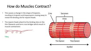 Chapter 155 Muscle Contractions [upl. by Esiuqram]