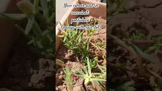 Succulent Portulaca orange with red dots succulentsanctuary plants follow succulentsanctuary [upl. by Dowski999]