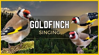 🦜 European Goldfinch 🦜 Learn to sing garden birds and bird sounds [upl. by Artnoed]