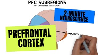 2Minute Neuroscience Prefrontal Cortex [upl. by Reena]