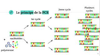 La technique PCR Polymerase Chain Reaction ðŸ§ª [upl. by Atteloiv15]