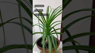 Ponytail Palm  Nolina Palm  Elephant Foot Palm  Evergreen House Plant shorts ytshorts plants [upl. by Norted270]