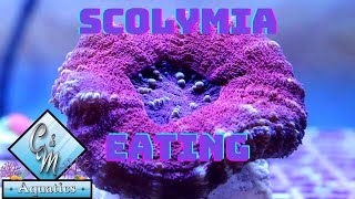 Scolymia Coral Eating [upl. by Tobie]