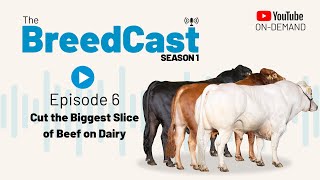 The BreedCast S1 Episode 6  Cut the biggest slice of Beef on Dairy [upl. by Llevron]