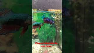 Two Male Betta fish Together  Fighter fish [upl. by Atilehs]