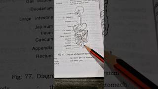 Digestive system in 1 min digestivesystem digestion [upl. by Ikairik]