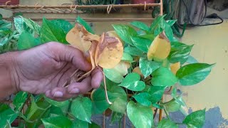 Money Plant Yellow Leaves  How to Grow Money Plant in Soil  Money Plant Growing Tips  UrduHindi [upl. by Heath]