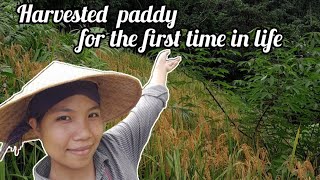 Harvesting paddy with Mom and DadArunachal Pradesh [upl. by Ahsiemal]