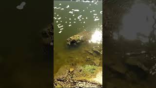 Spillway Fishing catching a Channel Catfish [upl. by Analaf631]