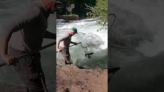 Alaska  Salmon run beautifulwildlife  Alaska salmon [upl. by Anthony]