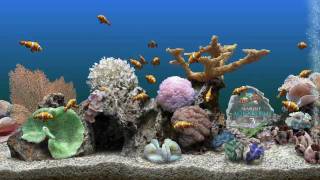 Best Aquarium ScreenSavers [upl. by Kauppi]