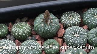 Monthly Update on My Cacti Seedlings Ages in Description Trichocereus lophophora and more [upl. by Paxon245]