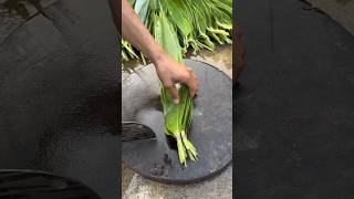 Satisfying cutting farming agriculture shorts [upl. by Danita]