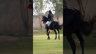 SahibzadaSultan riding his horse from MHSultania Awan Club [upl. by Parsaye]