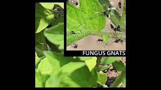 Finding Veggie Gnats  catshobbycorner [upl. by Godspeed]