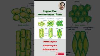 Understanding Permanent Tissues in Plants Parenchyma Collenchyma amp Sclerenchyma Explained [upl. by Granny]