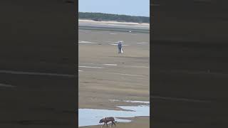 Clamming netartsbay OregonFishing where to clam in oregon [upl. by Oicneconi]