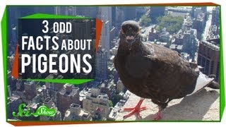 3 Odd Facts About Pigeons [upl. by Yatnohs]