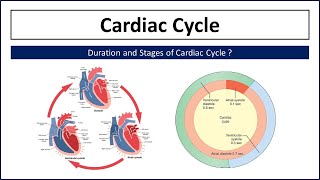 What is Cardiac Cycle  Duration of Cardiac Cycle [upl. by Yecart535]