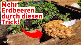 So erntest du deutlich mehr Erdbeeren Erdbeeren anbauen wie die Profis [upl. by Andriana]