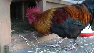 quotAs The Egg Turnsquot Hen House Drama Black Copper Marans Chickens [upl. by Itirp48]