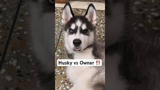 Panda the Husky behaviour problems 🚨shorts dog hindkesitara husky [upl. by Milicent]