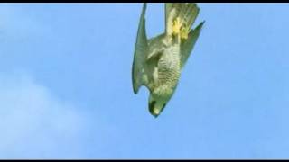 Pigeon vs Peregrine Falcon  Animals The Inside Story  BBC [upl. by Caresa]