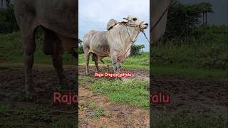 Rk Bulls simha [upl. by Shaia526]