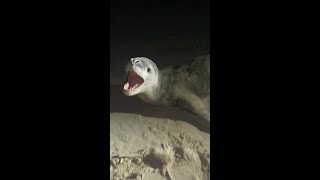 Nearly attacked by leopard seal in Australia [upl. by Anawk464]