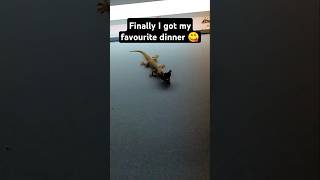 Finally Got Light  lite  dinner  Lizard sound  lizard eating butterfly 🦎 🦋 shorts [upl. by Nutter]