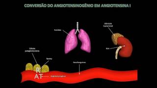 Sistema Renina Angiotensina Aldosterona [upl. by Russian]