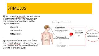 Somatostatin  GHIH [upl. by Rundgren]