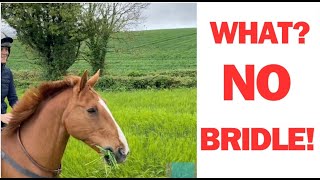 Woodie the horse his first bridleless hack in the meadows [upl. by Nilkoorb60]