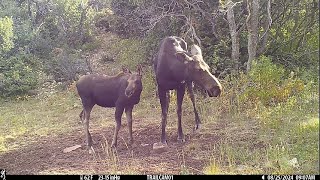 4 different cow calf moose pair [upl. by Reklaw743]