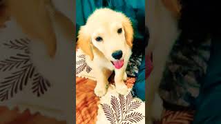 Golden retriever puppy barking 😺 Dog barks when owner hits him amazing 🤩 [upl. by Hendricks862]