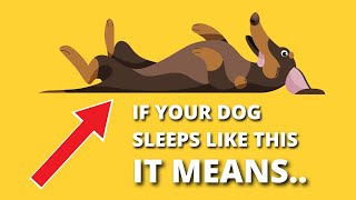 What Your Dogs Sleeping Position Reveals About Their Personality [upl. by Harv]