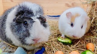 Guinea Pig Daily Food Routine [upl. by Ramona]