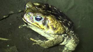 Rhinella marina Cane toad [upl. by Jet]