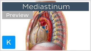 Mediastinum Anatomy amp Contents preview  Human Anatomy  Kenhub [upl. by Nnalorac]